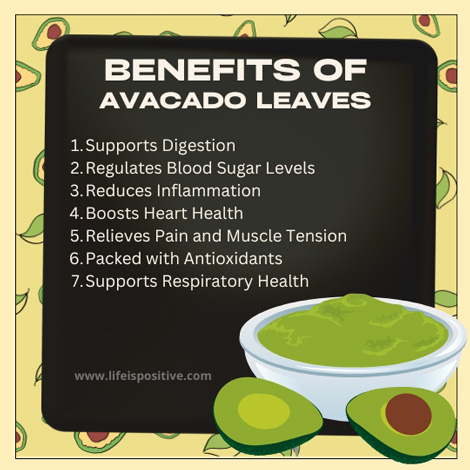 avocado-leaves-benefits-and-side-effects-and-best-kept-secrets