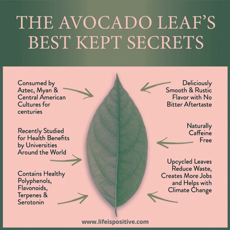 avocado-leaves-benefits-and-side-effects-and-best-kept-secrets