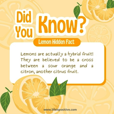 what-are-lemon-shots-for-weight-loss-did-you-know-lemon-facts